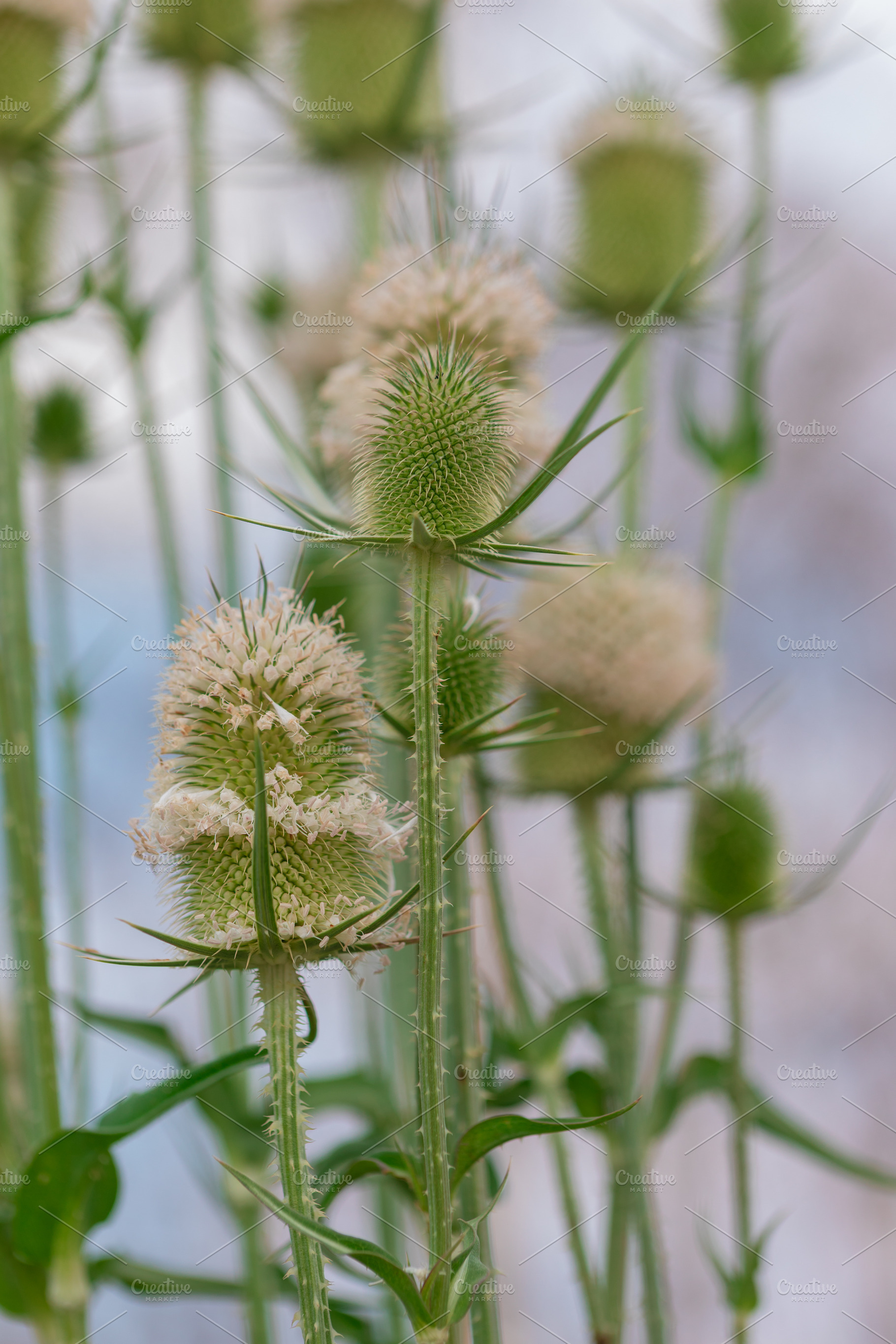 Close-up of wild thistle plants with fluffy blooms and soft green spiky texture, a Nature Photo by Ales Munt