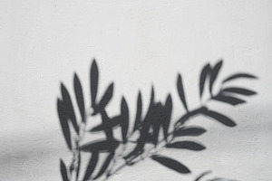 Shadow of a branch with leaves on a light textured wall, an Abstract Photo by ndanko