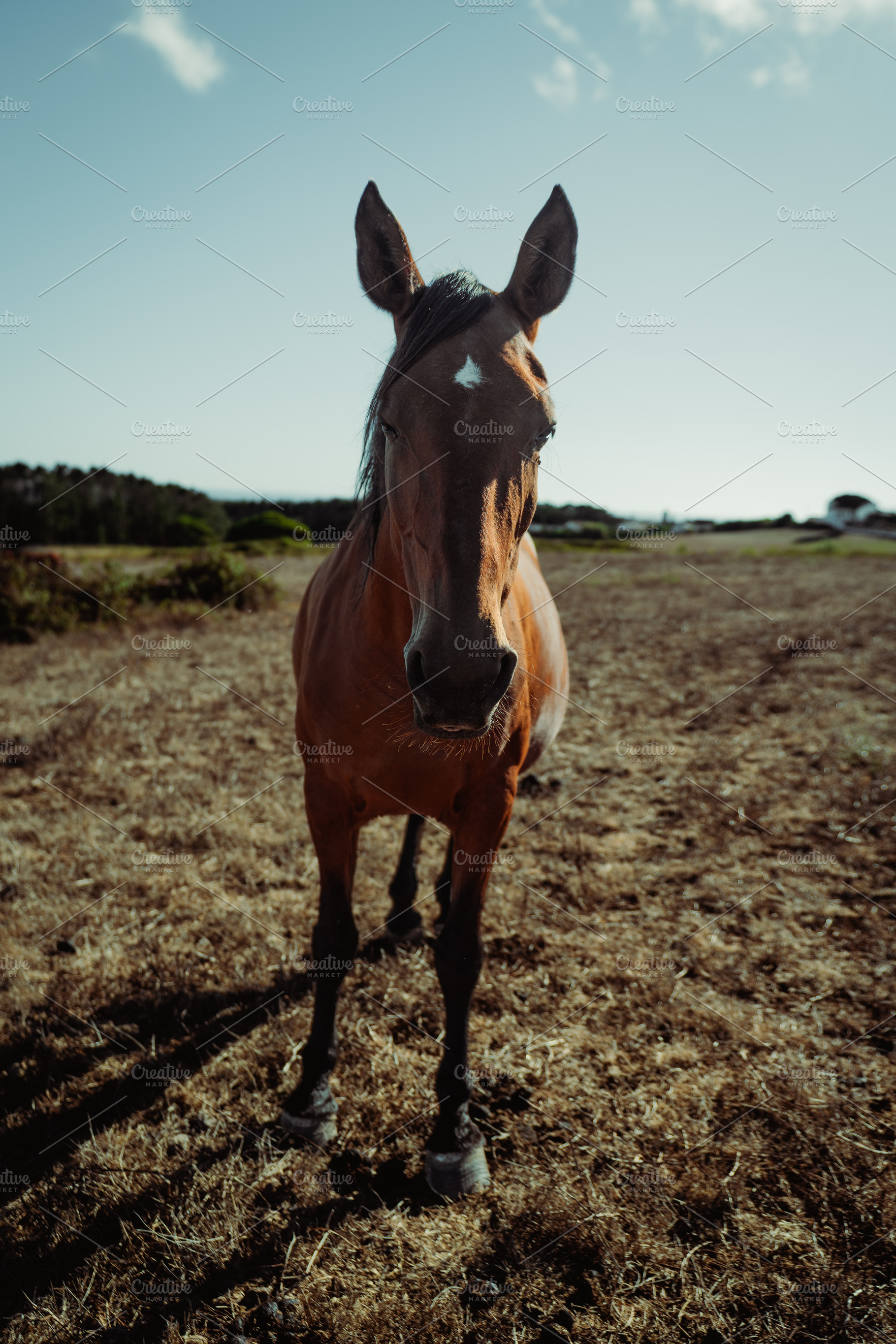 Wide Angle Horse Portrait, an Animal Photo by SkyNext
