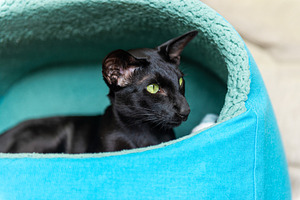 Black cat in basket, an Animal Photo by Vapi