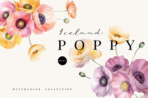 ICELAND POPPY - Watercolor Graphics