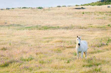 White horse containing agriculture, animal, and background, an Animal Photo by Fotoeventis