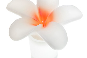 Wax Flower, a Beauty & Fashion Photo by THP Creative