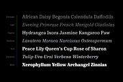 Warkat | Serif Type Family, a Serif Font by Wahyu & Sani Co. (Thumbnail 6 of 15)
