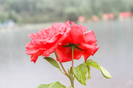 A beautiful red roses on blurry lake, a Nature Photo by shahsoft