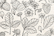 Strawberry Vector Ink Illustration, a Food Illustration by Milla_Zelenyuk_art (Thumbnail 2 of 5)