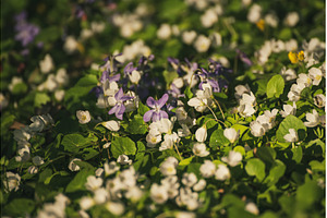 White anemone and violet flowers, a Nature Photo by Nature and travel