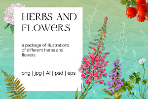 Herbs and flowers botanical set
