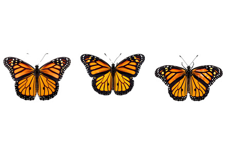 Beautiful Butterflies preview 4
