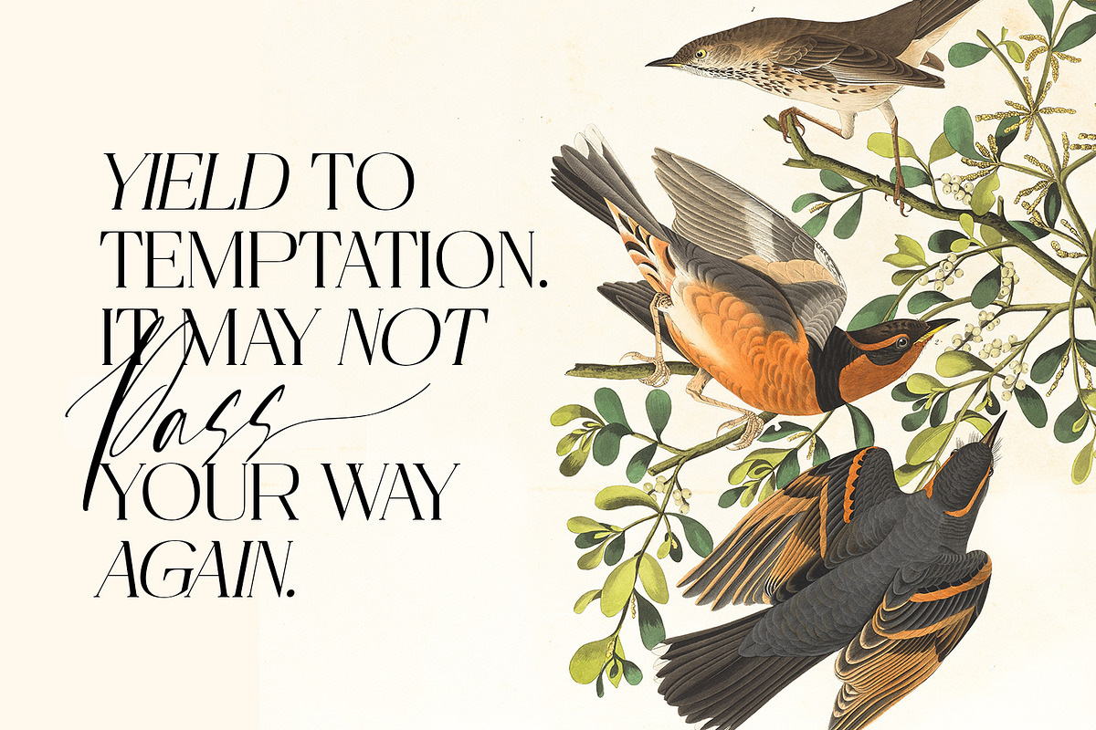 Sunset Imaginary, a Script Font by din-studio.com (Photo 4 of 10)