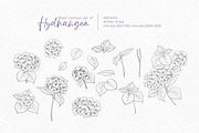 Black contour of hydrangea., a Decorative Illustration by Kotkoa (Thumbnail 3 of 8)