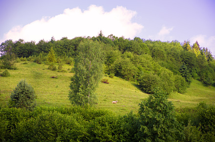 Carpathian nature in summer, a Nature Photo by Artsaba Family
