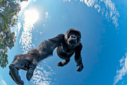 65 Jumping animals, an Animal Photo by Handmadefont (Thumbnail 5 of 13)