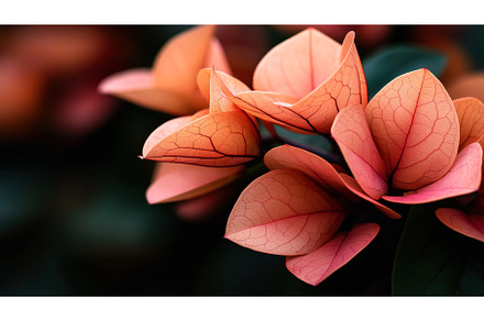Close-up of vibrant orange and pink, a Nature Photo by Sergey Kotenev