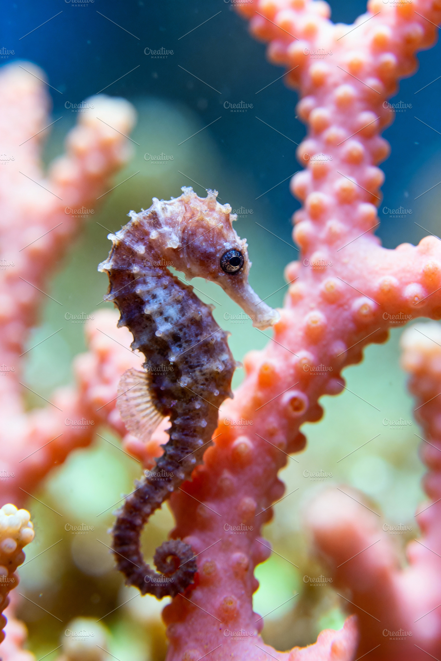 Vibrant Pink Seahorse in Coral Reef, an Animal Photo by Virgo Studio