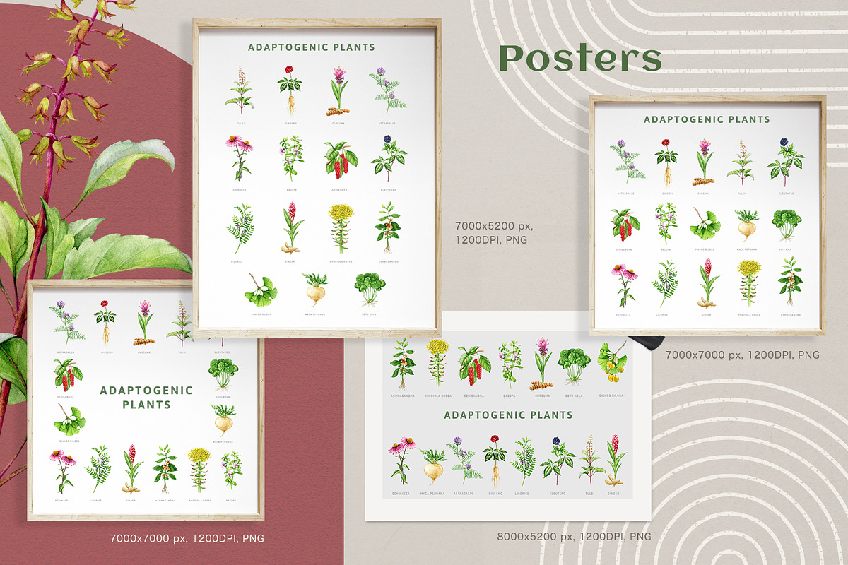 Adaptogenic Medicinal Plant Clipart, a Healthcare Illustration by AnitaPol (Photo 20 of 24)