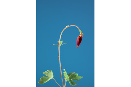 Floral wallpaper with aquilegia, a Nature Photo by JeanBet