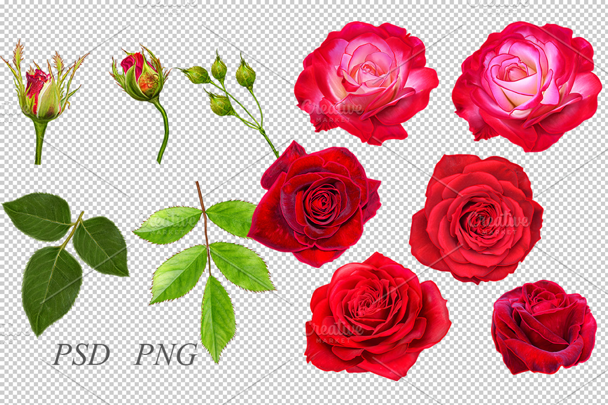 Collection of red roses, an Illustration by SokolovaSv (Photo 2 of 4)