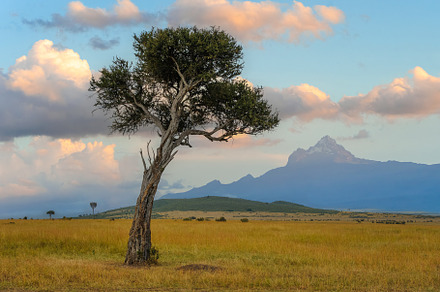 Beautiful landscape with Acacia tree in African savannah on moun, a Nature Photo by Byrdyak