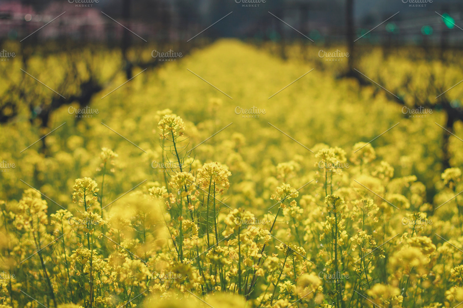 Mustard Field And Vineyard Featuring Cherry Tree And Bloom