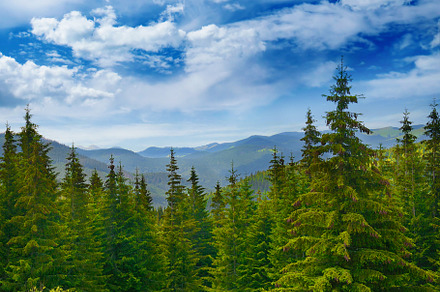 Beautiful pine trees on background high mountains.