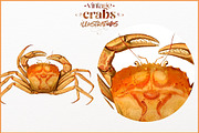 Vintage Crab illustrations, an Animal Illustration by Natalka Dmitrova art (Thumbnail 6 of 12)