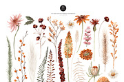 Watercolor Flower - EMBER WILDFLOWER, an Illustration by Beigetime (Thumbnail 3 of 14)