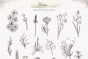 MUSTANG. Nature, herbs and horses., a Decorative Illustration by Elena_Sedova (Thumbnail 6 of 13)