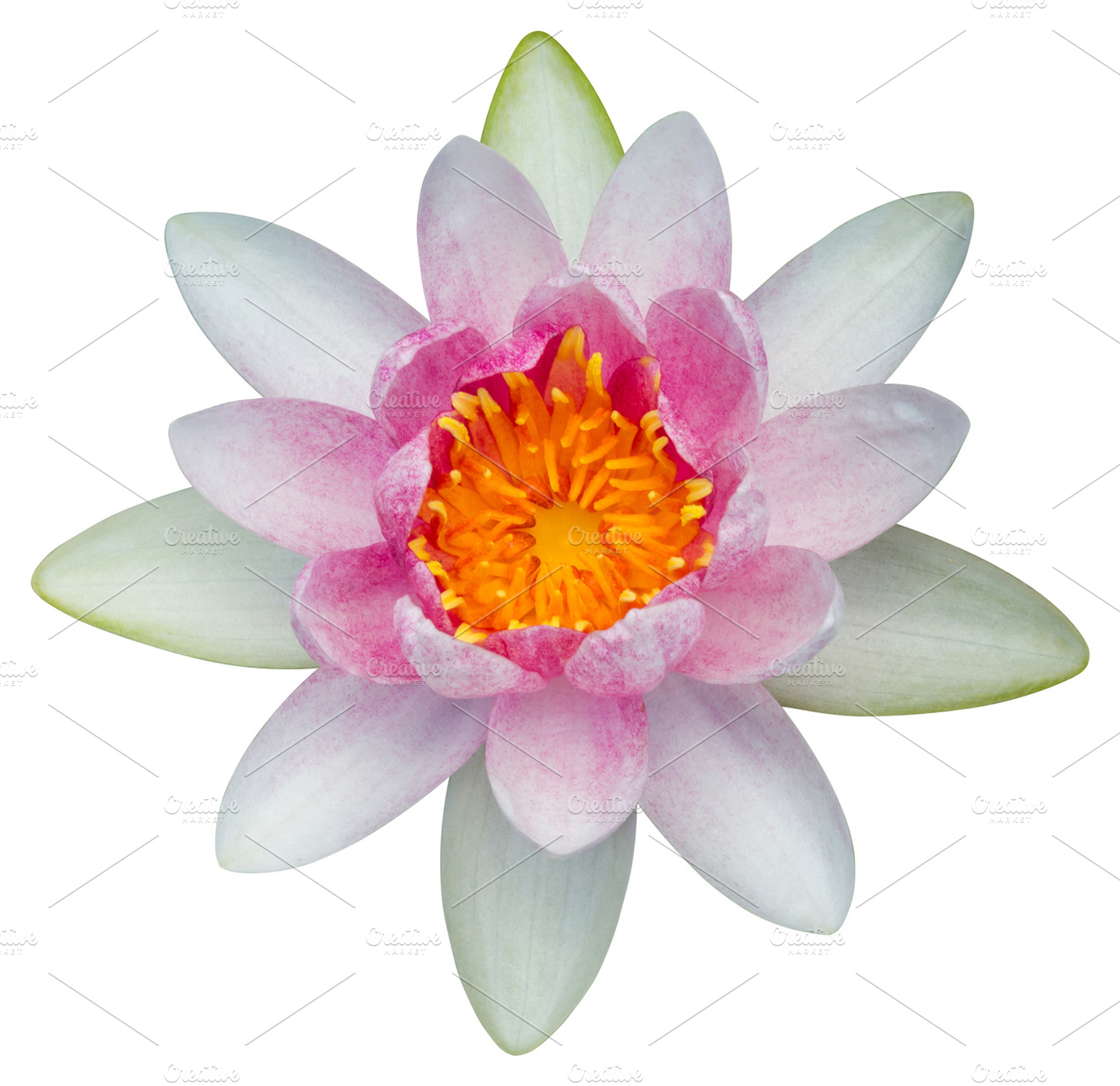 Lotus flower isolated, a Photo by Smith Chetanachan