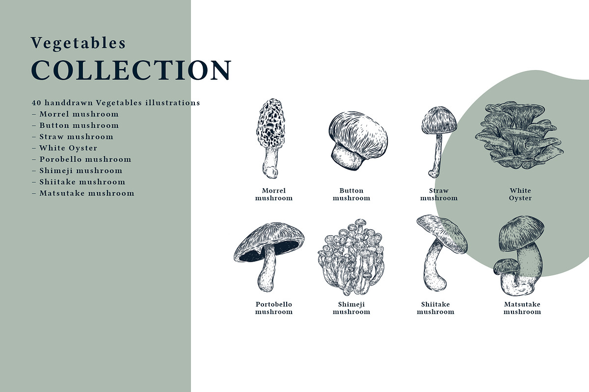 The Vegetables Collection, a Food Illustration by dicreate (Photo 5 of 14)