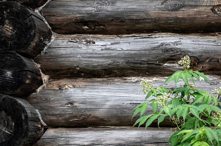Fragment of the wall of a log house