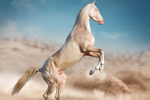 rearing akhal-teke horse