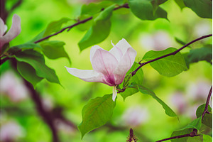 Magnolia spring flowers, a Nature Photo by Nature and travel