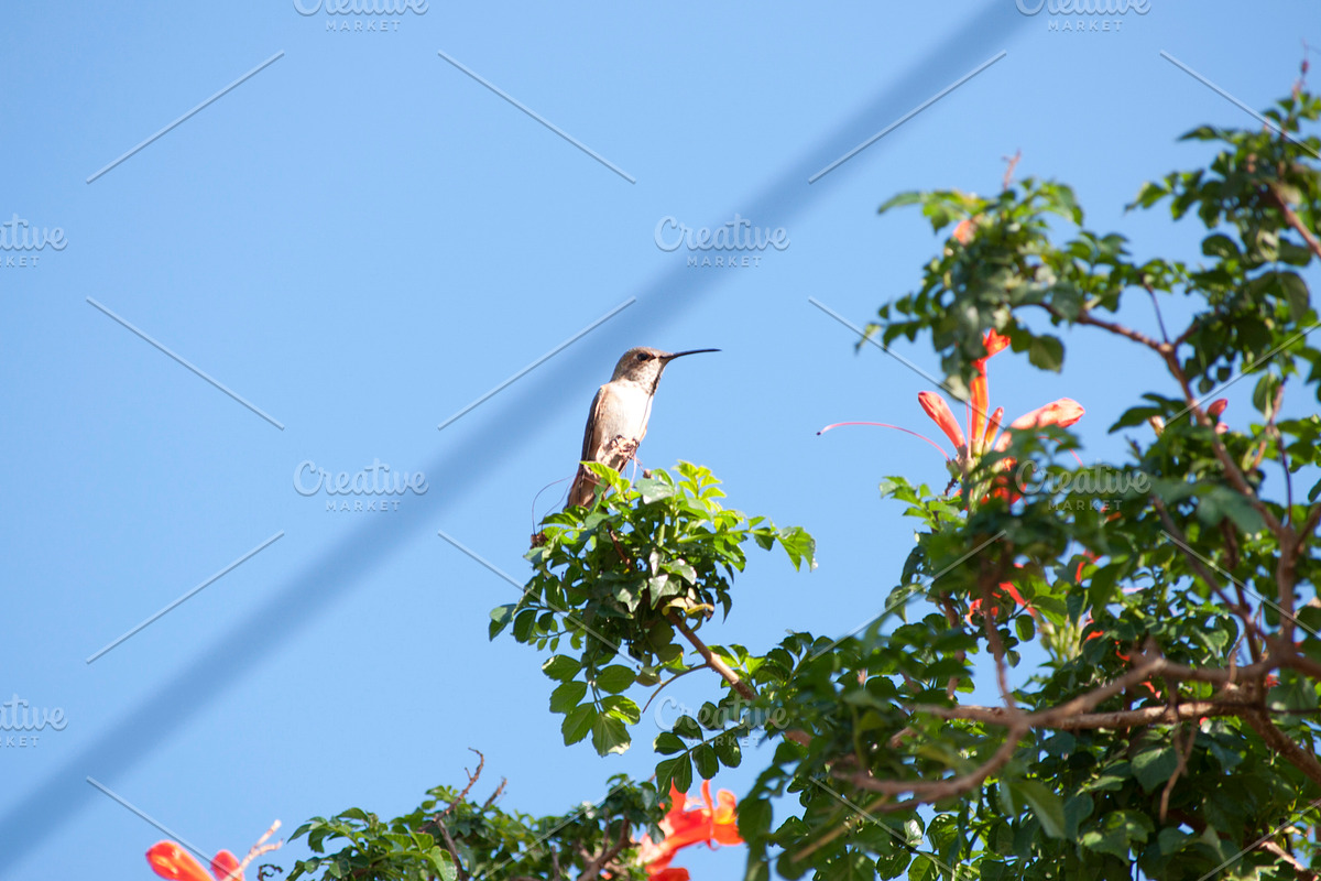 Hummingbird Stock Bundle, an Animal Photo by r.r.palacios (Photo 6 of 7)