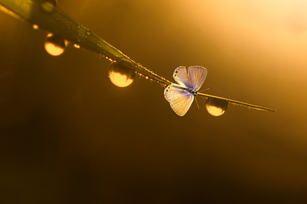 Butterfly macro insect nature stock