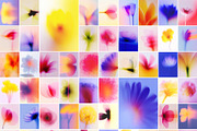 PETALPULSE: Floral Blur Background, a Background Graphic by alonahaidash (Thumbnail 10 of 12)