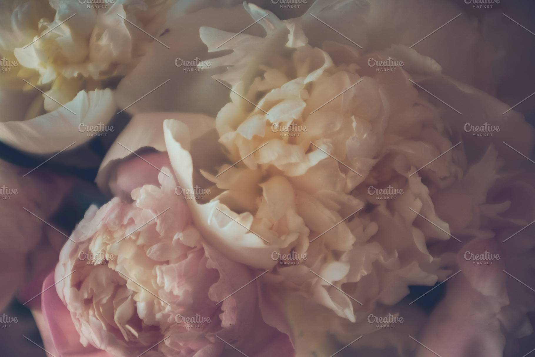 Pastel peonies, a Nature Photo by so_lizaveta