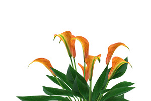 Calla Lily Orange