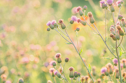 Wild flower field background in summ, a Background Photo by hitdelight
