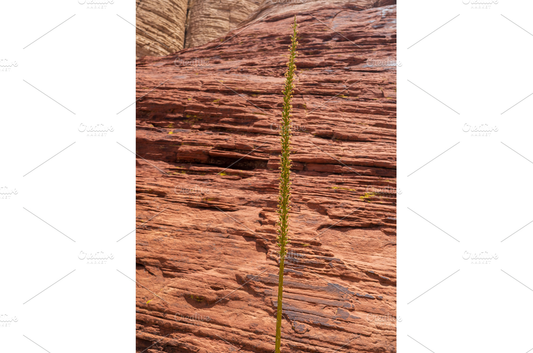 Utah Agave flower stem on Calico, a Nature Photo by Backyard Stock