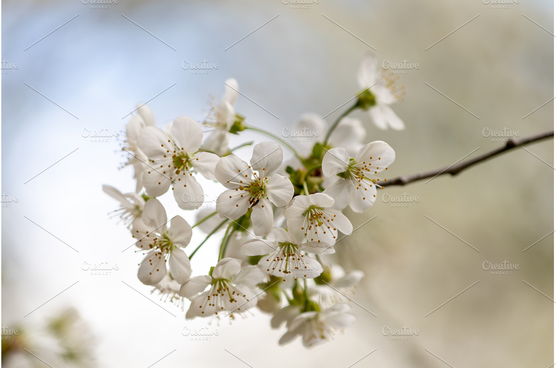 Blooming White Cherry Tree Branches, a Nature Photo by BeOGraphic