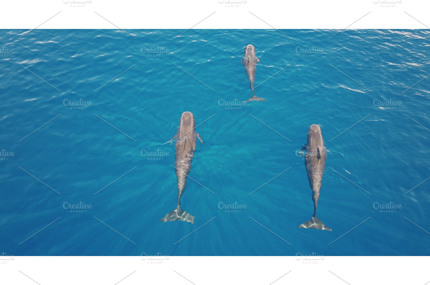 Three pilot whales swimming in blue, an Animal Photo by Goinyk