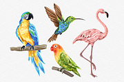 Watercolor Tropical Birds Clipart, an Illustration by MiracleArtAndDesign (Thumbnail 2 of 3)