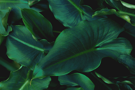 Tropical background containing photo, nature, and botanical, a Nature Photo by René Jordaan Photography