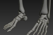 Human skeleton rigged, a Characters & Person 3D Model by konstantin.ermolaev (Thumbnail 18 of 27)