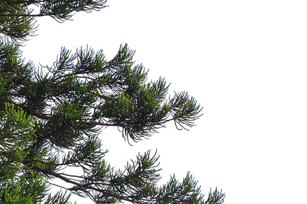 Pine tree isolated on white backgrou, a Background Photo by Slonme