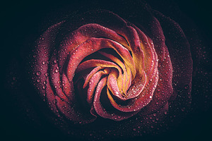 Red Rose in the dark