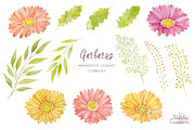 Watercolor set of gerbera flowers, a Decorative Illustration by BrushArtDesigns (Thumbnail 3 of 9)