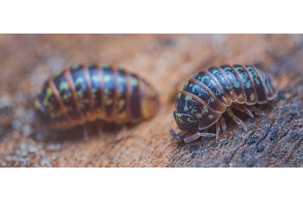 Closeup of a common pill-bug, an Animal Photo by Lukas Jonaitis SHOP