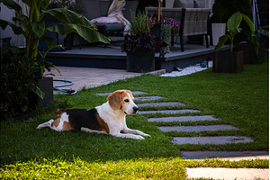 Tricolour beagle lying relaxed on, an Animal Photo by MadPhotos